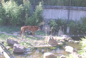 De tijger liep rondje na rondje